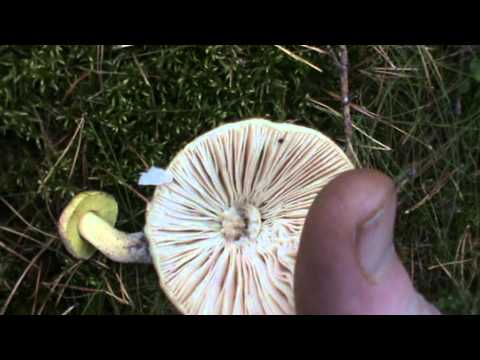 TVG-9 GREENPOLAND Gąska Zielona a Muchomor Sromotnikowy