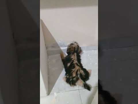 CACHORRINHO AJUDANDO NA REFORMA DA CASA.