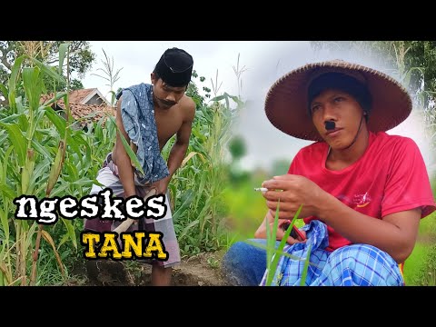 madura-lucungeskes-tana-1