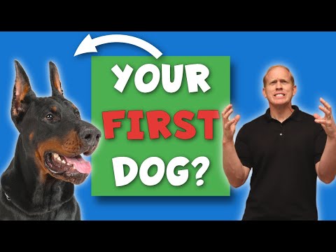 image-Is it hard to own a Doberman?