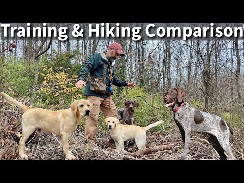 Labrador Retriever & German Shorthaired Pointer | Obedience Training and Hiking Comparison