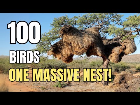 Družník vrabcovitý (Philetairus socius) — správanie, biotop a hlas
