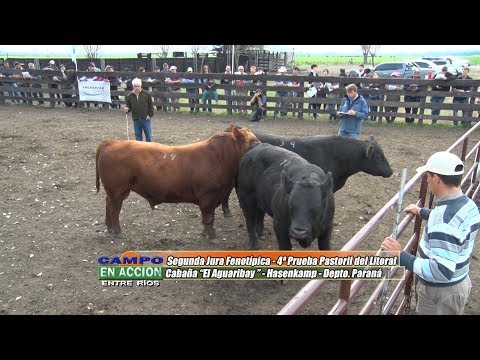 Angus - 4ª Prueba Pastoril del Litoral - Raúl Eichmann