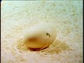 Which Came First The Chicken Or The Egg Throwbacktv Retrotv Sesamestreet Throwbacktvmovies