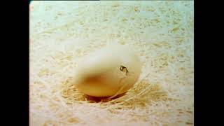 Which came first;  the chicken or the egg?  #throwbacktv #retrotv #sesamestreet #throwbacktvmovies