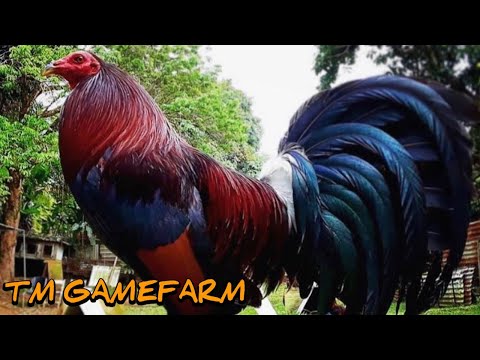 Penny Hatch Grey Yellow Leg Hatch - TM FARM