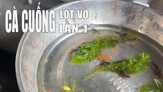 KINH NGHIỆM THẢ CÀ CUỐNG LỘT VỎ LẦN 1 XUỐNG BỂ