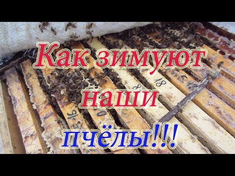 ПРОСТО СУПЕР ЗИМОВКА! КАК ЗИМУЮТ НАШИ ПЧЁЛЫ 1 Часть Ставим щиты Бакфаст на воле. Beekeeping🔥.