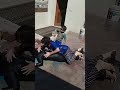 Aao Ji Khelna H Hmare Saath Holi Holli Video Cat Fight Ytshorts Funny Video Viral Treading