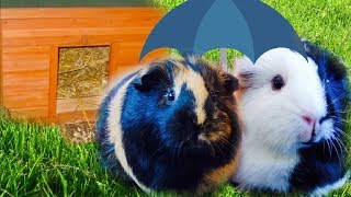 Keeping Guinea Pigs Outdoors | Summer & Winter | What You Need to Know