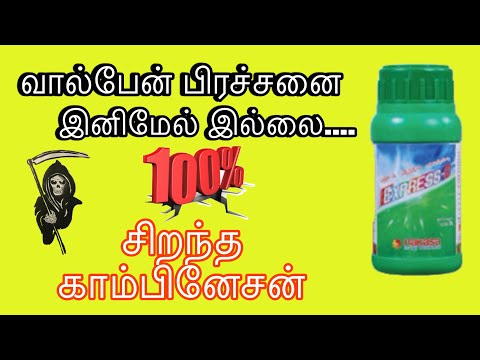 அனைத்து பயிர்களுக்கும் சிறந்த மருந்து#thrips #insecticide #vivasayam #keefan #expressd #agriculture