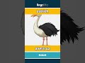 ostrich - avestruz video thumbnail