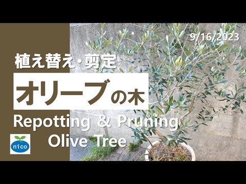 鉢植えのオリーブの木の手入れ方法は？取り入れるべき正しい行動！  庭園