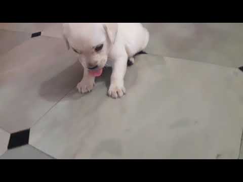 Sleepy puppy so cute