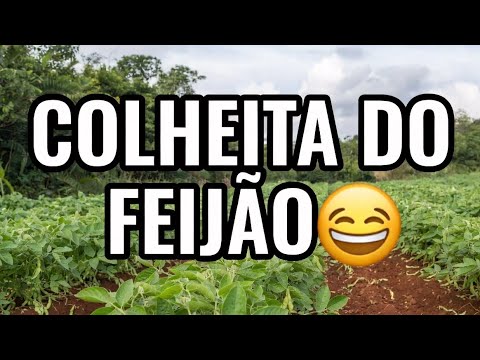 COLHEITA DO FEIJÃO NO SÍTIO DO MEU IRMÃO OUROLÂNDIA BAHIA🫛