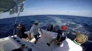 mahi-mahi aboard the F/V DOMINION