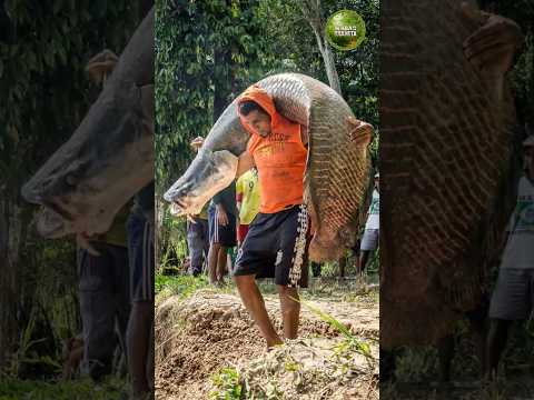 Рыба, чья кожа дороже золота — арапайма! 🐟 #животные #факты #природа #арапайма #рыба #shorst