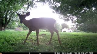Archive Files of Trail Camera 2 Compilation 20250604 A