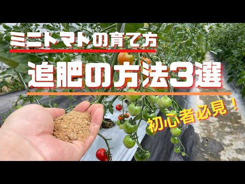 トマトに灰を加える時期とその理由は何ですか?メリットは何ですか?  庭園
