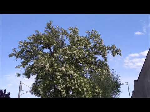 PAN Y QUESILLO 2021 CALZADA DE CALATRAVA