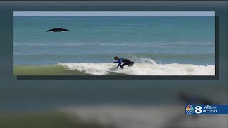 &#39;One in a million&#39; Manta ray photobombs surfer at Florida beach