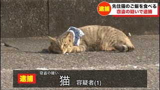 猫が逮捕されてツボるアナウンサー
