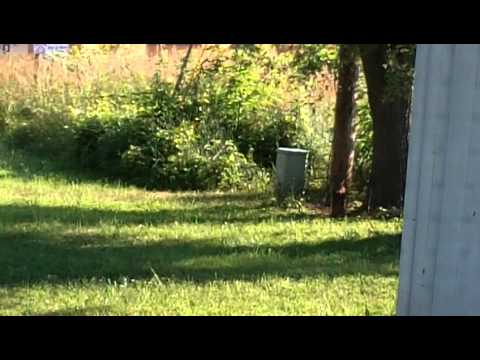 Crazy Mole episode 1