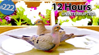 12 Hour TV for Cats: Dove Lovers Special! 🐦 Uninterrupted CatTV @LensMyth