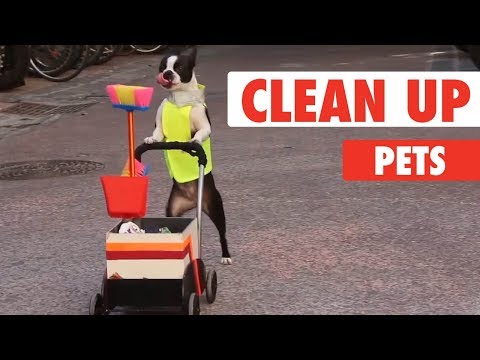 Clean Up Pets