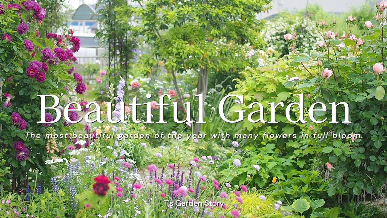 《最盛期》バラ・クレマチス・宿根草・樹木が美しく調和する庭《T's Gardenのガーデニング》