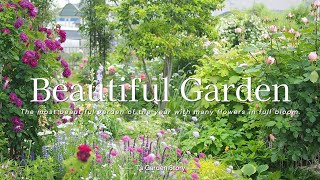 Garden Tour: A beautiful garden where roses, clematis, perennial plants, and trees blend together