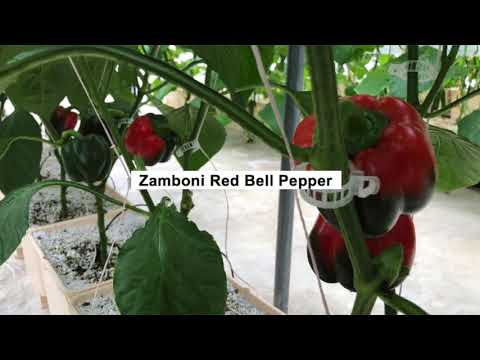 Greenhouse Bell Peppers
