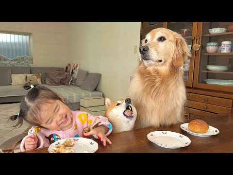 まるで人間の兄妹のように仲良く椅子に座り食事をする豆柴とゴールデンレトリバーと1歳児