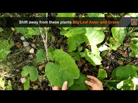 Identifying Marginal or Transitional Ruffed Grouse Habitat by Scout-N-Hunt