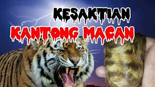 Download lagu Khasiat Dan Kesaktian Kantong Macan,Yang Melegenda Di Tanah Jawa mp3