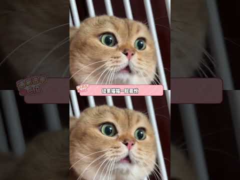 快來學習貓貓語~ #貓貓 #可愛 #語言