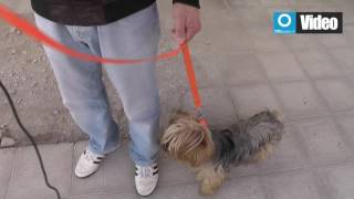 padre-disperato-rubata-statua-dalla-tomba-di-mio-figlio