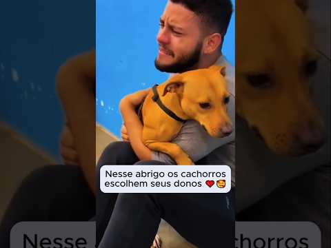 Quando o cachorro escolhe o dono 😭❤️