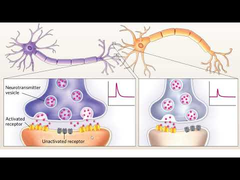 Sec 3 - 18 Système nerveux