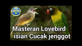 Download lagu Masteran Murai Cucak Ijo Full Isian Cucak Jenggot Love Bird Ngekek mp3 Download lagu Masteran Murai Cucak Ijo Full Isian Cucak Jenggot Love Bird Ngekek mp3