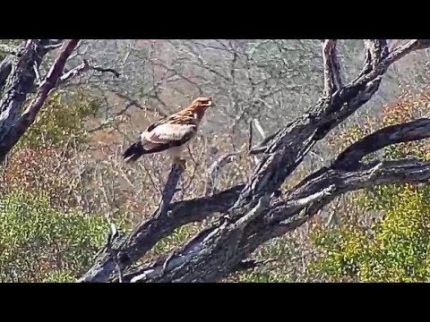Djuma: Tawny Eagle - 10:57 - 05/31/19