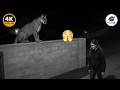 TOP 100 MOST BRUTAL WILD ANIMAL ENCOUNTERS CAUGHT ON CAMERA