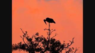 The Cinematic Orchestra - Marabou