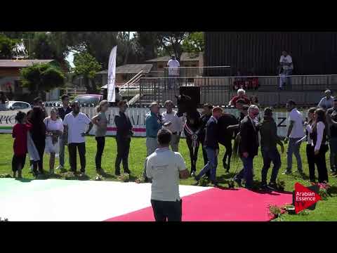 1 st place N.83 SA FAEZ SIMBAD - 2017 Italian Nationals - Stallions Championship (Class 20)