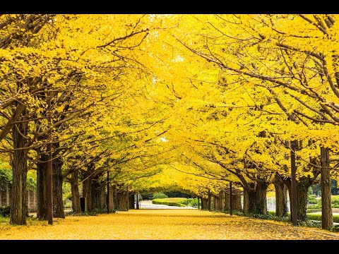 Kvartet Predraga Ivanovica Carobna Jesen / Witchcraft