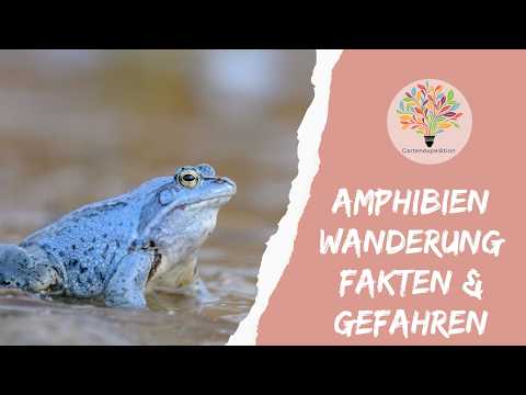 Krötenwanderung: 3 Gefahren, 3 echte Schutzmaßnahmen - Gartenexpedition #naturgarten