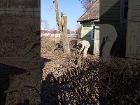 фото спил деревьев , обрезка деревьев, спилили и вывезли все. 0