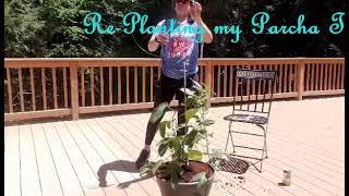 Re-Planting my Parch Tree
