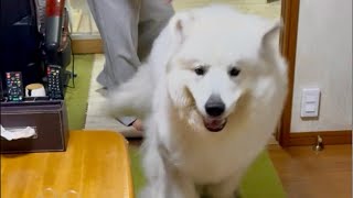 ドレミの歌グレートピレニーズ が月末ライブ配信中!1時間くらい!