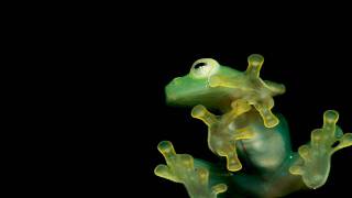 Fuzzion - Frog On The Run (Extrawelt Remix)